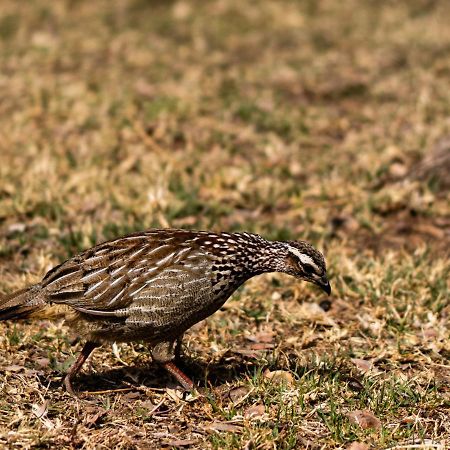 Tshikwalo Game Lodge Klipdrift Eksteriør billede